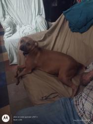 Lost Female Dog last seen Near gillsville hwy, Gainesville, GA 30507