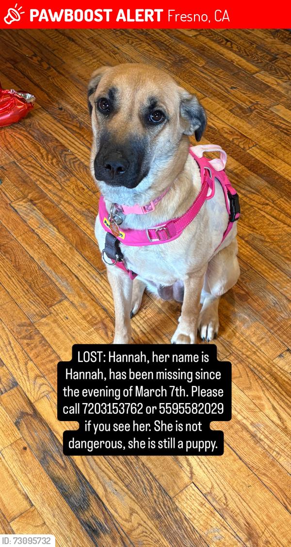 Lost Female Dog last seen Nort Humboldt ave fresno 93706, Fresno, CA 93728