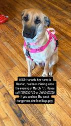 Lost Female Dog last seen Nort Humboldt ave fresno 93706, Fresno, CA 93728