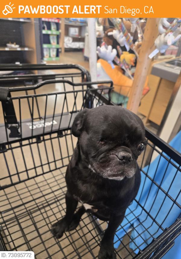 Found/Stray Male Dog last seen 5th Avenue Downtown, San Diego, CA 92103