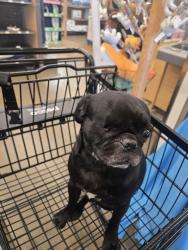 Found/Stray Male Dog last seen 5th Avenue Downtown, San Diego, CA 92103