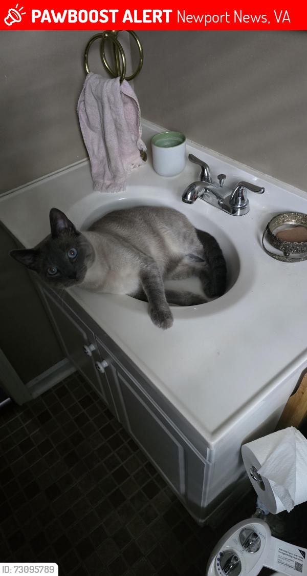 Lost Male Cat last seen Leonard lane, Newport News, VA 23601