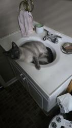 Lost Male Cat last seen Leonard lane, Newport News, VA 23601