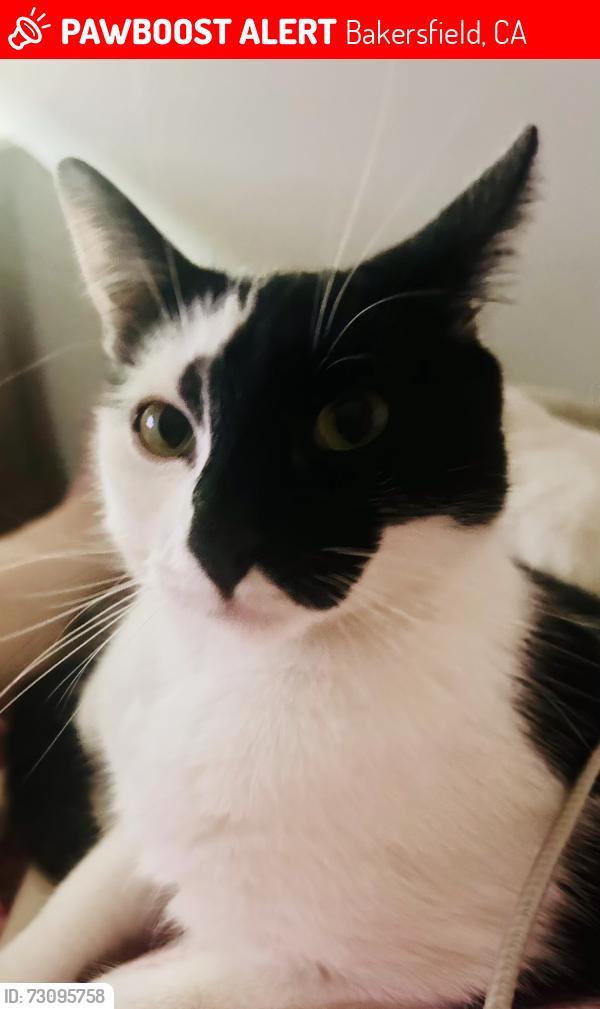 Lost Female Cat last seen Christmas tree and Dana st, Bakersfield, CA 93306