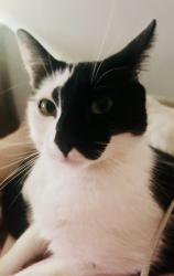 Lost Female Cat last seen Christmas tree and Dana st, Bakersfield, CA 93306