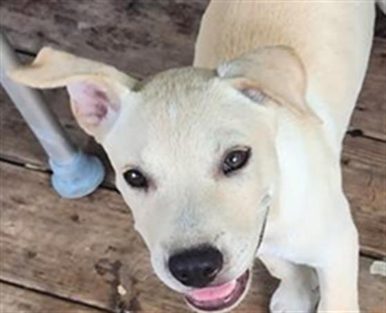 Shelter Stray Male Dog last seen , 4710 TX-151, San Antonio, TX 78227, USA