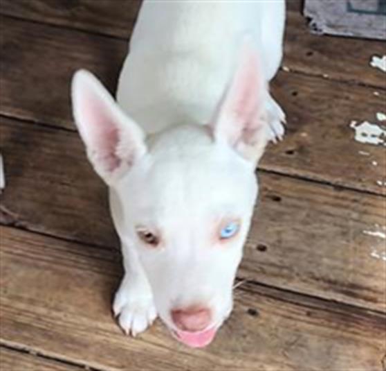 Shelter Stray Male Dog last seen , 4710 TX-151, San Antonio, TX 78227, USA
