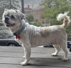 Reunited Female Dog last seen Northrup Ave & 14th Ave, Fort Lupton, CO 80621