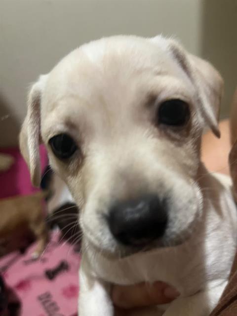 Shelter Stray Male Dog last seen , 4710 TX-151, San Antonio, TX 78227, USA