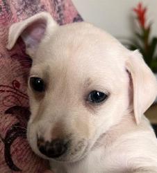 Shelter Stray Male Dog last seen , 4710 TX-151, San Antonio, TX 78227, USA