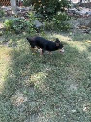 Found/Stray Male Cat last seen Johnstonxmarion, Rock Hill, SC 29730