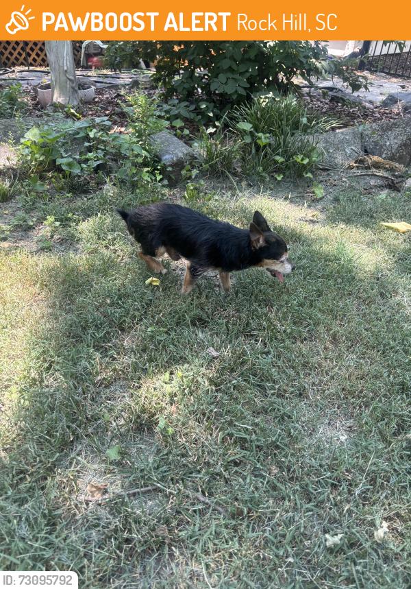 Found/Stray Male Cat last seen Johnstonxmarion, Rock Hill, SC 29730