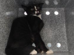 Shelter Stray Male Cat last seen , 2769 Conroy Rd, Orlando, FL 32839, USA