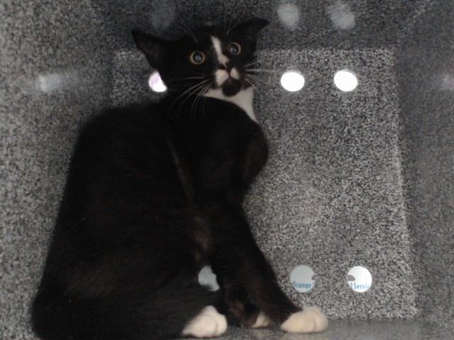 Shelter Stray Male Cat last seen , 2769 Conroy Rd, Orlando, FL 32839, USA