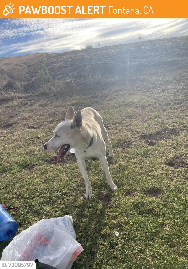 Found/Stray Male Dog last seen Sierra Ave. Jurupa, Fontana, CA 92337