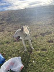 Found/Stray Male Dog last seen Sierra Ave. Jurupa, Fontana, CA 92337