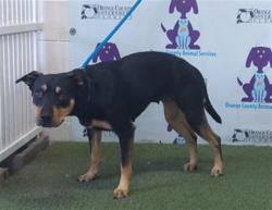 Shelter Stray Female Dog last seen , 2769 Conroy Rd, Orlando, FL 32839, USA