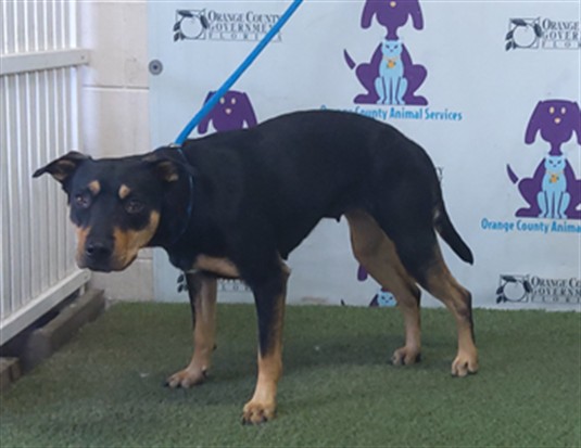 Shelter Stray Female Dog last seen , 2769 Conroy Rd, Orlando, FL 32839, USA