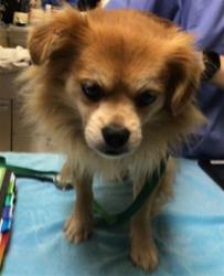 Shelter Stray Male Dog last seen 1ST AND LIME ST, RIVERSIDE, CA, 6851 Van Buren Boulevard, Jurupa Valley, CA 92509, USA