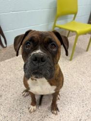 Shelter Stray Male Dog last seen POTMAC AND 96TH, 12155 Park Blvd, Brighton, CO 80601, USA