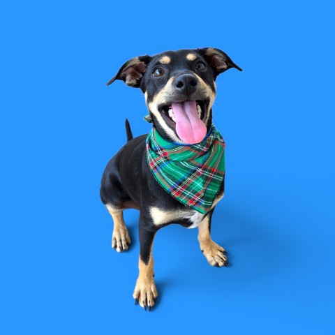 Shelter Stray Male Dog last seen Near BLOCK NORRIS RD, BAKERSFIELD CA 93308, 3951 Fruitvale Ave, Bakersfield, CA 93308, USA