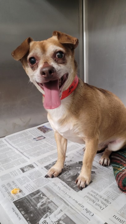 Shelter Stray Male Dog last seen , 1850 W 60th St, Los Angeles, CA 90047, USA