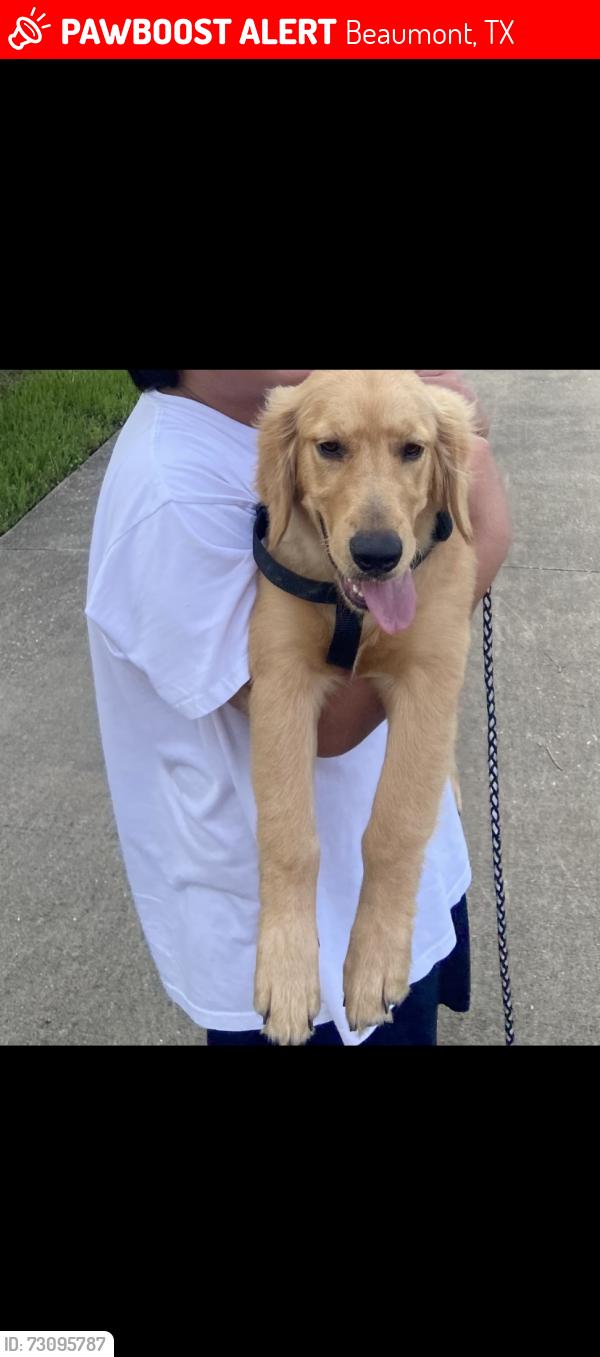 Lost Male Dog last seen Folsom and Kipling, Beaumont, TX 77706