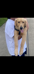 Lost Male Dog last seen Folsom and Kipling, Beaumont, TX 77706