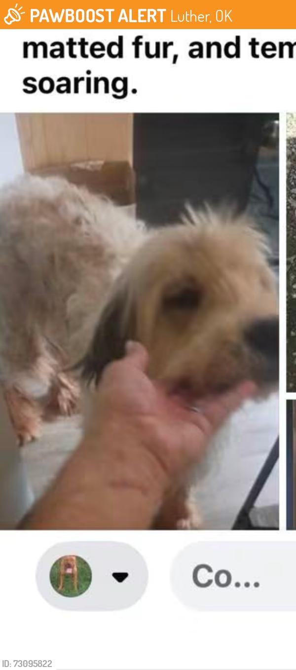 Found/Stray Male Dog last seen N Harrah road, Luther, OK 73054
