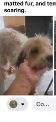 Found/Stray Male Dog last seen N Harrah road, Luther, OK 73054
