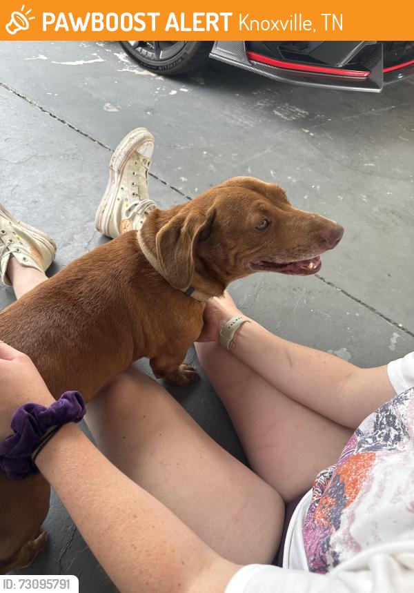 Found/Stray Male Dog last seen Near nicholas road, Knoxville, TN 37912
