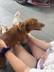 Found/Stray Male Dog last seen Near nicholas road, Knoxville, TN 37912