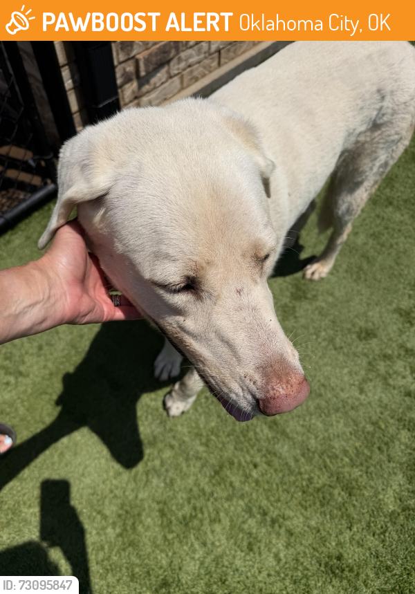 Found/Stray Female Dog last seen Hefner and county line, Oklahoma City, OK 73162