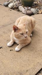Found/Stray Male Cat last seen Artis Court. south bretton, Bretton, England PE3 8DA