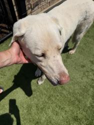 Found/Stray Female Dog last seen Hefner and county line, Oklahoma City, OK 73162