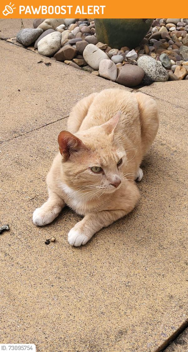 Found/Stray Male Cat last seen Artis Court. south bretton, Bretton, England PE3 8DA