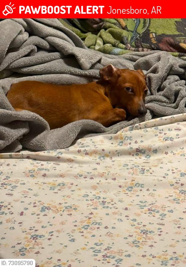 Lost Male Dog last seen Willow creek apmts and craighead forest road, Jonesboro, AR 72404