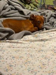 Lost Male Dog last seen Willow creek apmts and craighead forest road, Jonesboro, AR 72404