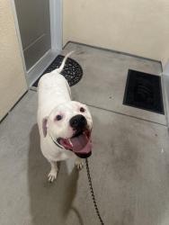 Found/Stray Male Dog last seen tutt blvd, carefree, cinemark movie theater, Colorado Springs, CO 80922