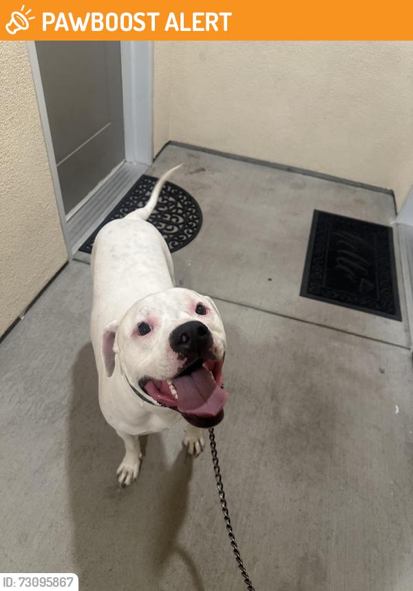 Found/Stray Male Dog last seen tutt blvd, carefree, cinemark movie theater, Colorado Springs, CO 80922