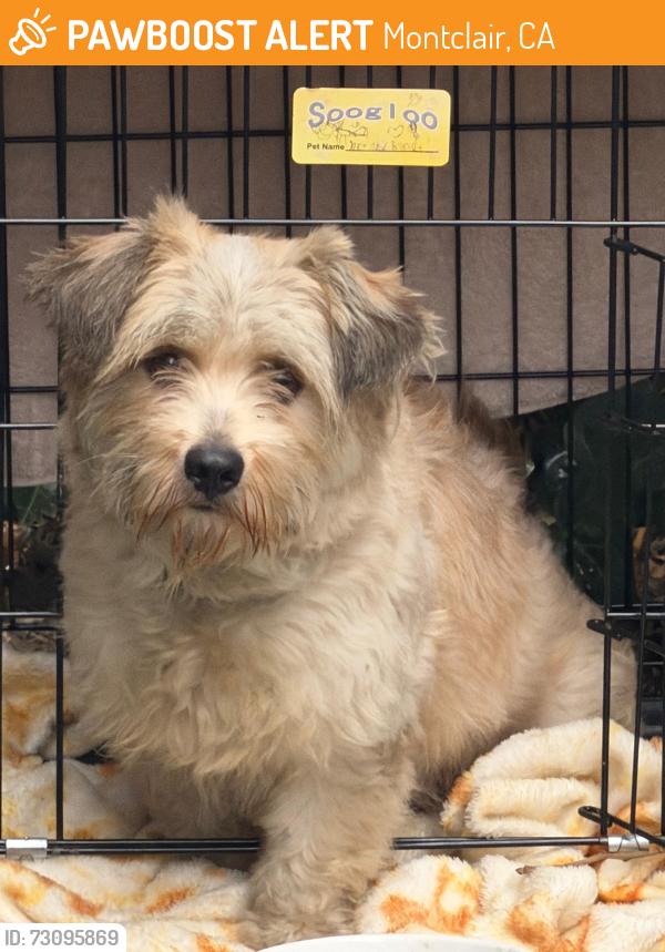 Found/Stray Male Dog last seen Canoga st Montclair, Montclair, CA 91763