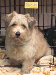 Found/Stray Male Dog last seen Canoga st Montclair, Montclair, CA 91763