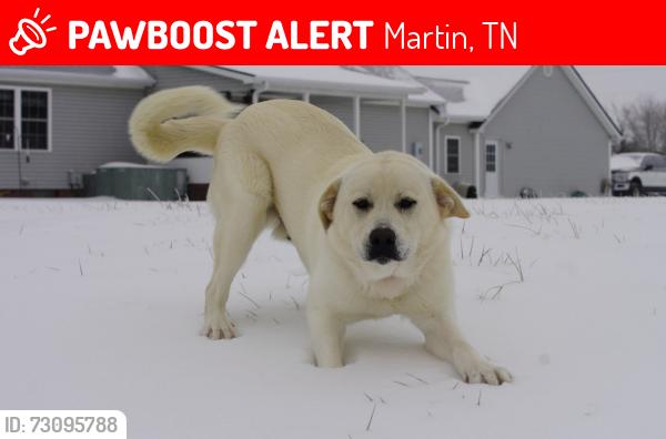 Lost Male Dog last seen Last pinged near Ralston Rd, Martin, TN 38237