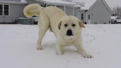 Lost Male Dog last seen Last pinged near Ralston Rd, Martin, TN 38237