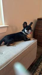 Found/Stray Male Dog last seen Huisache st, Lake Jackson, TX 77566