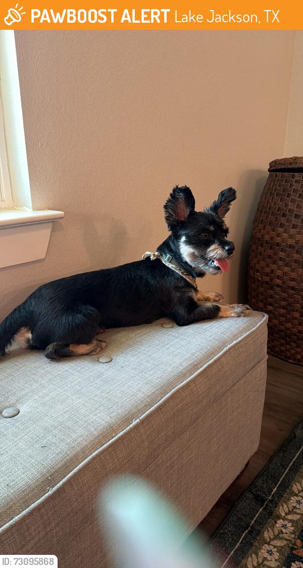 Found/Stray Male Dog last seen Huisache st, Lake Jackson, TX 77566