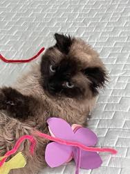 Lost Male Cat last seen Natick, San Francisco, CA 94131