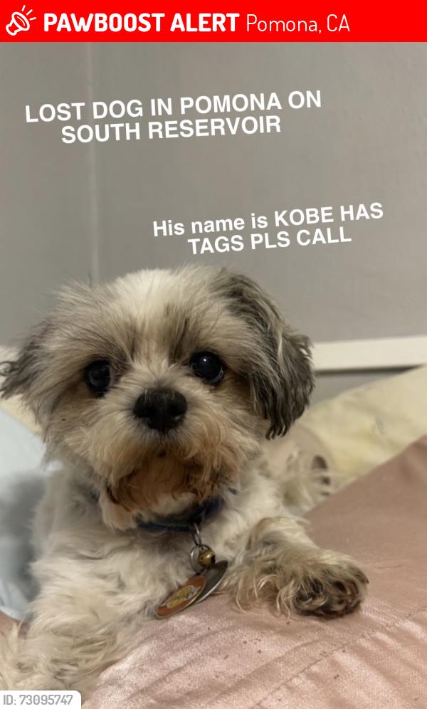 Lost Male Dog last seen Between Phillips and grand, Pomona, CA 91766