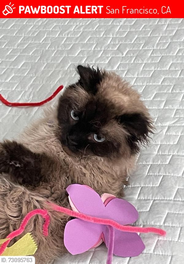 Lost Male Cat last seen Natick, San Francisco, CA 94131