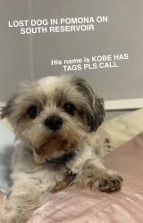 Lost Male Dog last seen Between Phillips and grand, Pomona, CA 91766